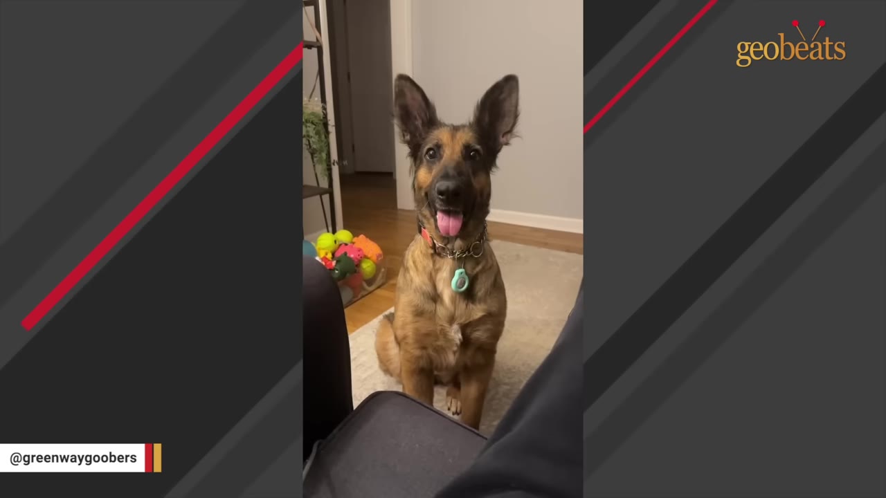 A healthy German Shepherd mix dog sitting upright on a rug, looking directly at the camera with its tongue out.