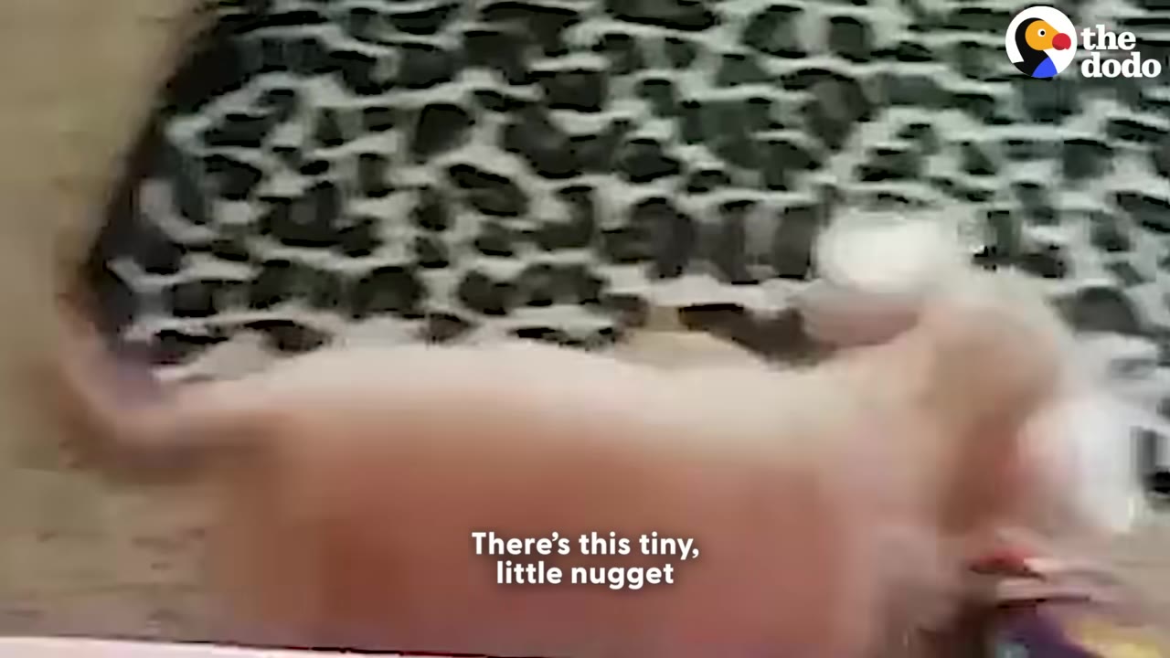 A tiny light-colored puppy climbs over the pink wall of its playpen against a leopard-print background.