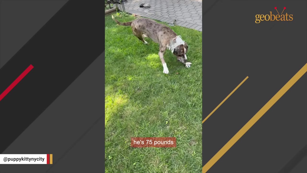 A brindle and white dog stands on a green lawn, sniffing at something on the grass.