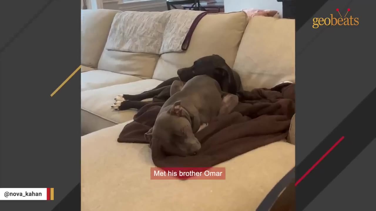 Two dogs, one black and one grey, cuddling together on a beige couch with a brown blanket.