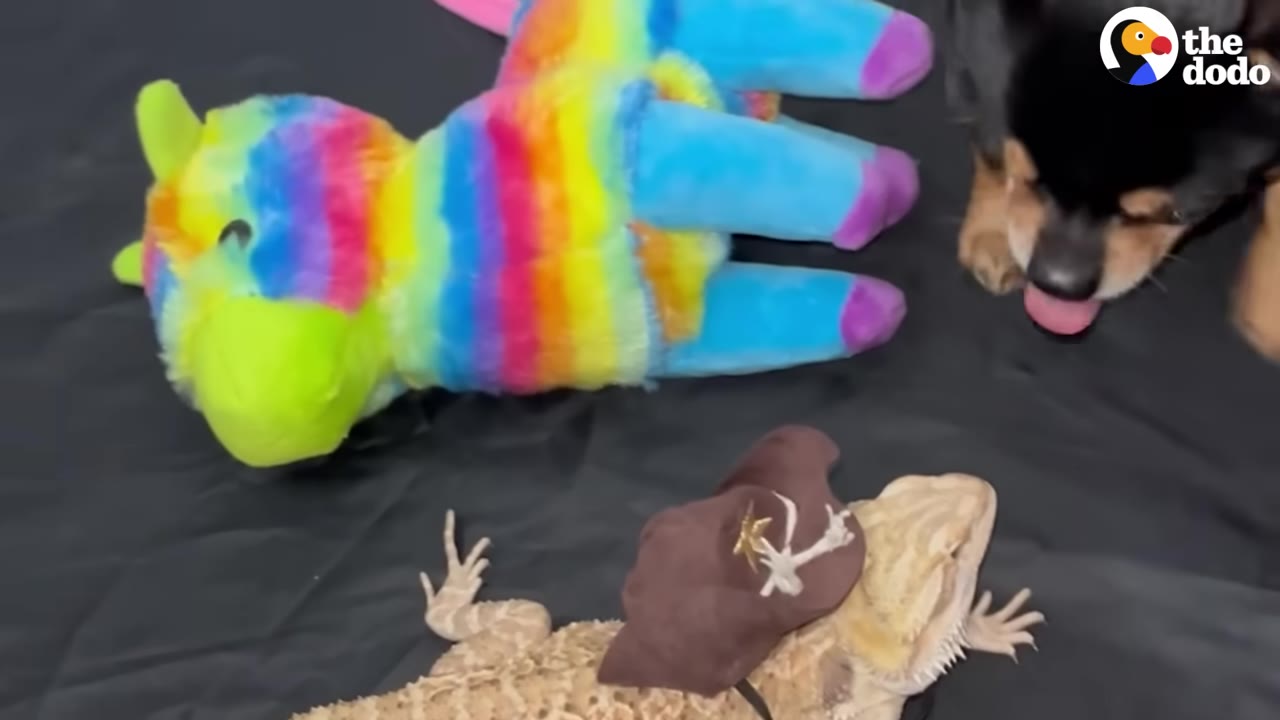 A bearded dragon wearing a small brown cowboy hat lies on a dark surface next to a colorful stuffed animal, while a small black and tan dog looks on.