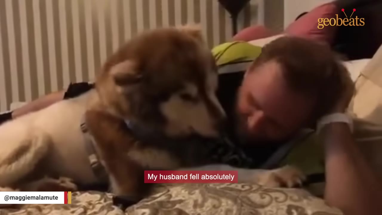 A fluffy brown and white Alaskan Malamute cuddles close to a man lying on a bed, showing an affectionate connection.