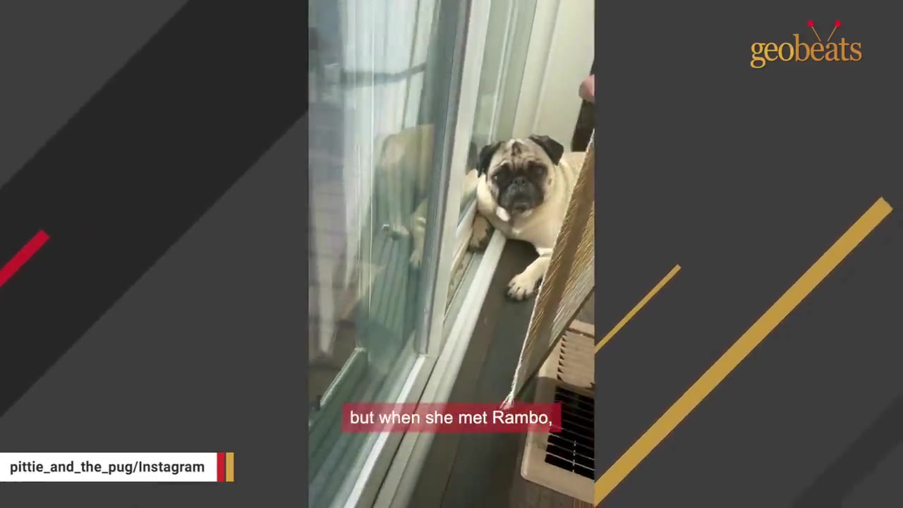 A pug looking out from behind a sliding glass door.
