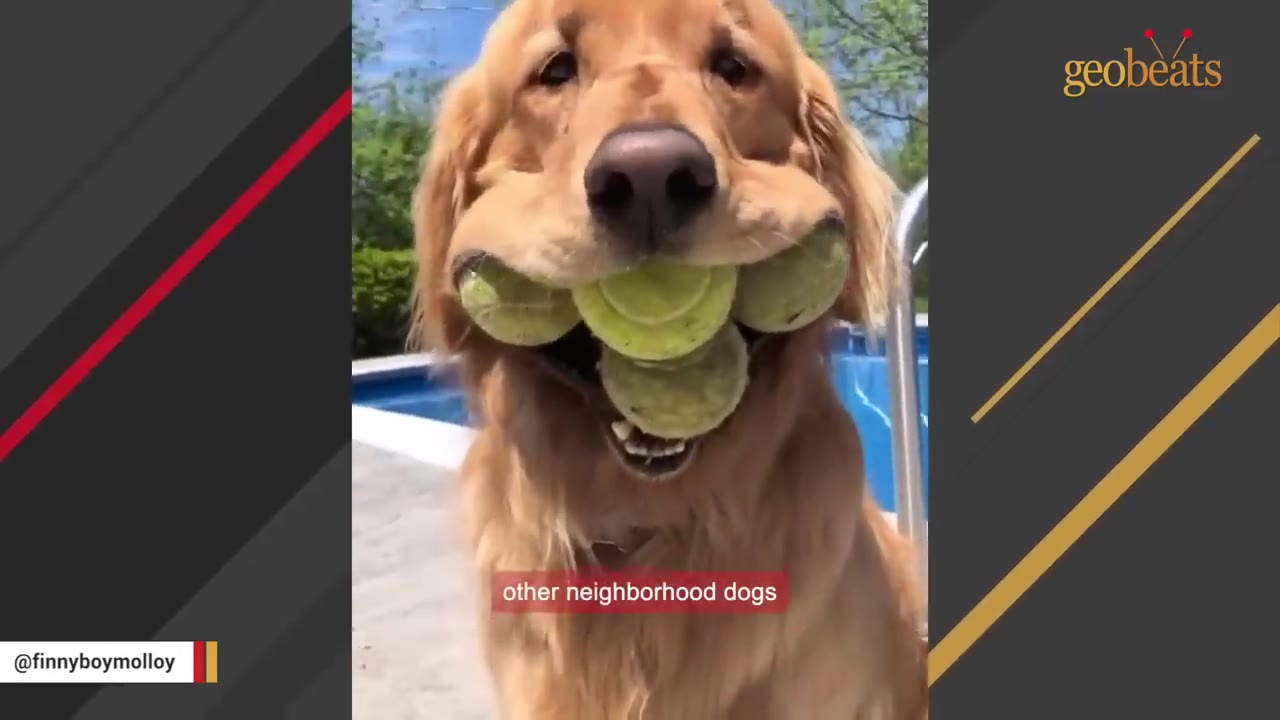 A golden retriever holding several green tennis balls in its mouth near a swimming pool.