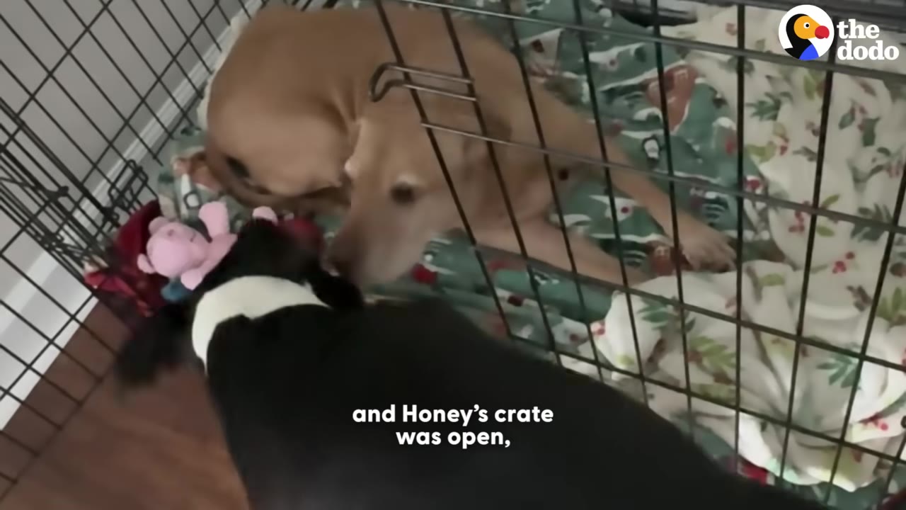 A black dog with a white collar sniffs a light brown dog lying inside a wire crate on a patterned blanket.