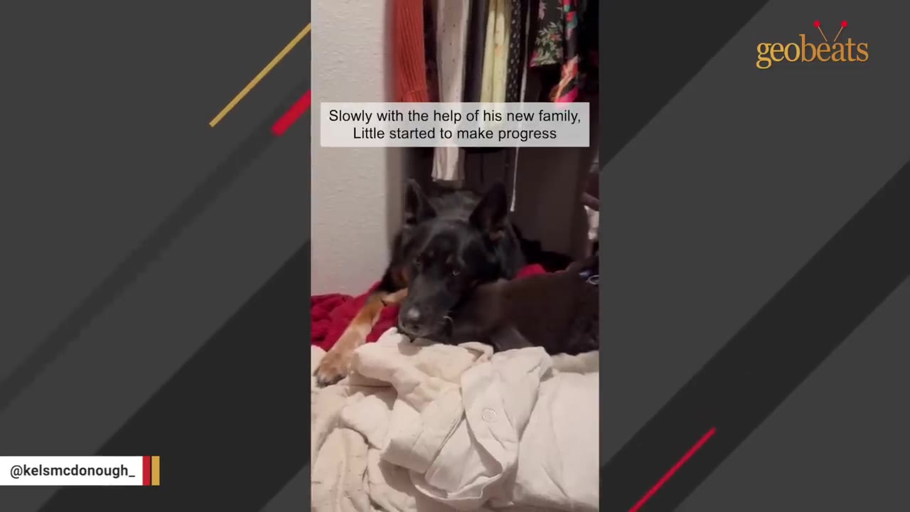 A black German Shepherd lies on blankets inside a closet, gently resting its head near another smaller dark-furred animal.