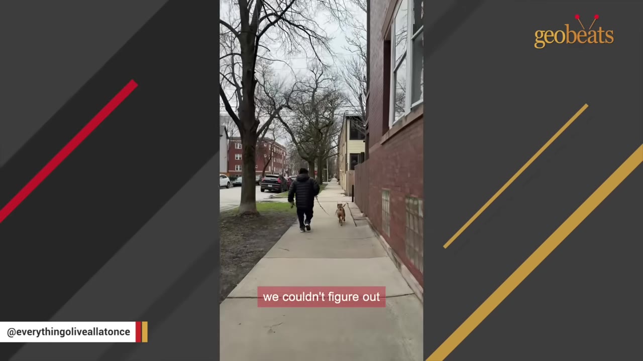 A person in a black jacket walks a brown dog on a leash down a city sidewalk lined with trees and buildings.