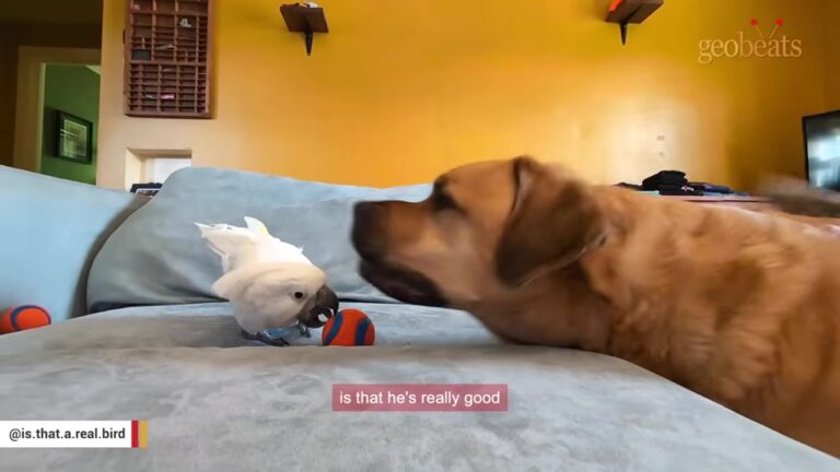 California Cleaner Moves A Cage And Realizes Something Is Living Directly Underneath It