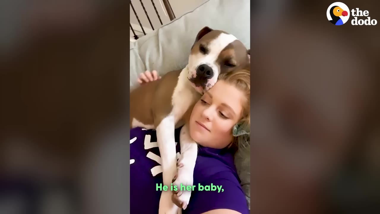 A brown and white dog cuddles closely with a woman lying down, resting his head on her shoulder.