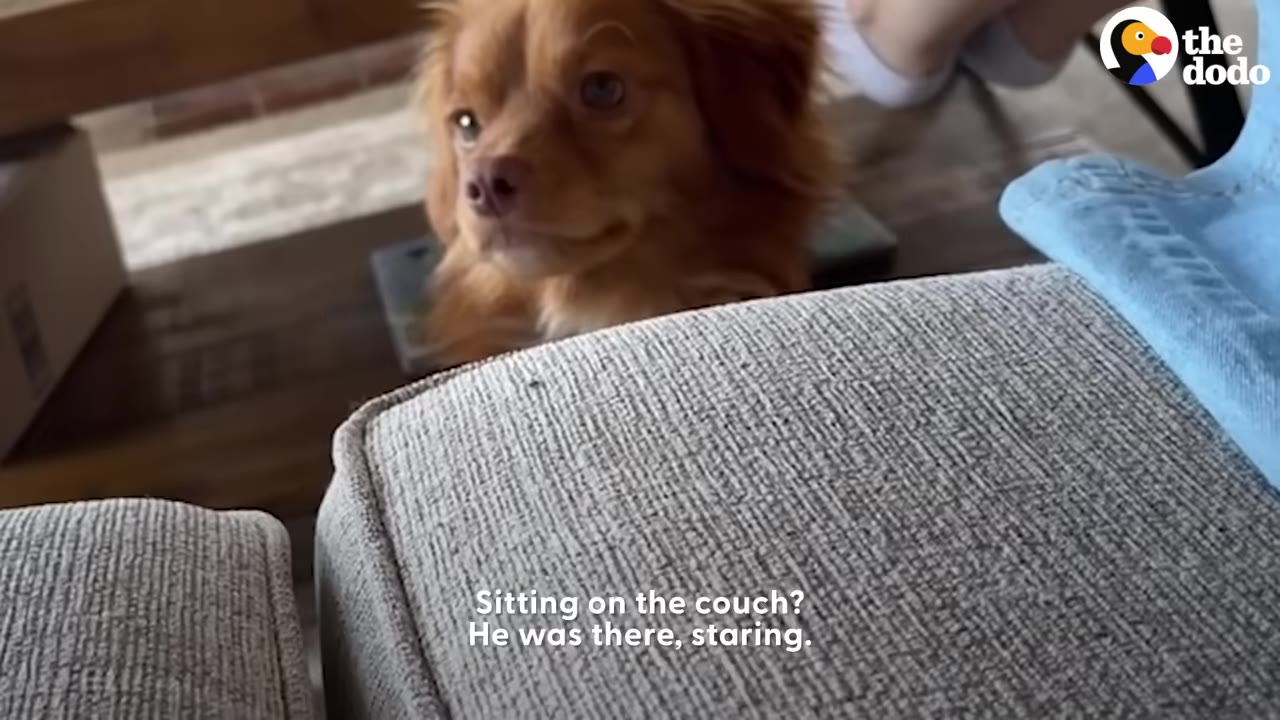 A fluffy brown dog peeking over the edge of a grey couch cushion, looking up with wide eyes.