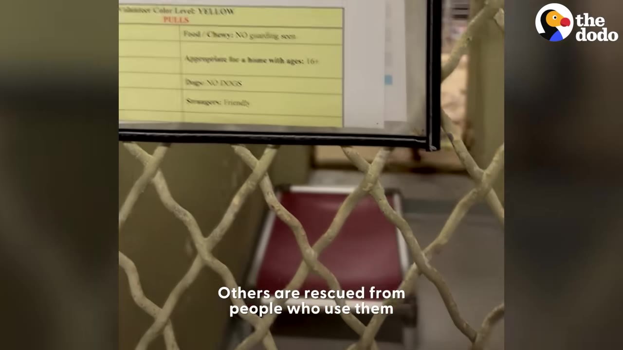 A close-up of a yellow volunteer information card hanging on a chain-link fence in front of an empty dog kennel with a red bed.