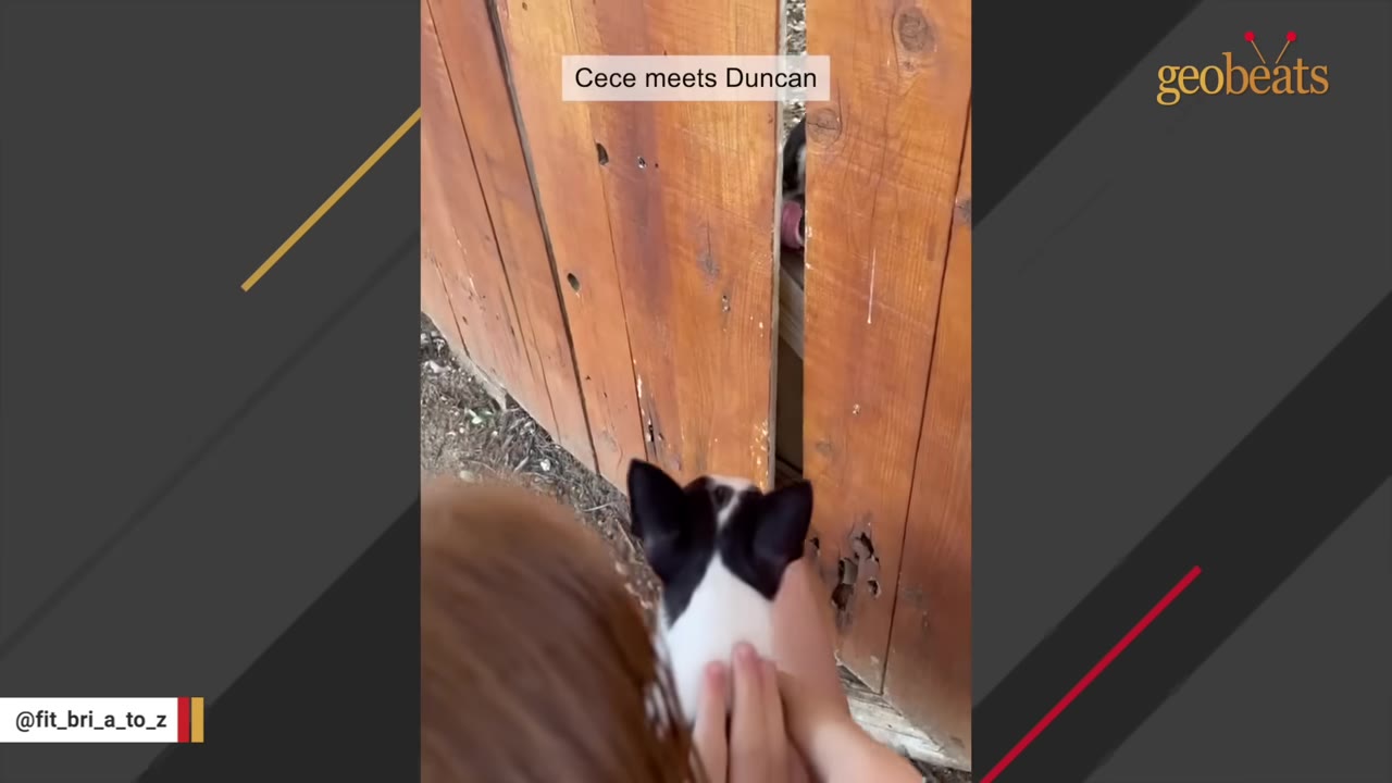 A small black and white puppy is held up to a gap in a wooden fence, looking through to meet another dog on the other side.