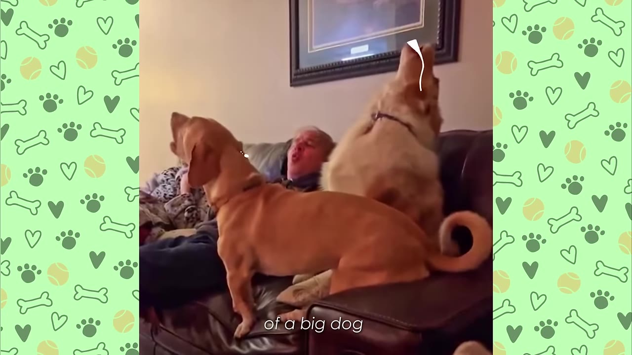A small brown dachshund-mix dog stands on a leather couch howling with its head tilted back, alongside a larger golden-colored dog and a man who are also howling.