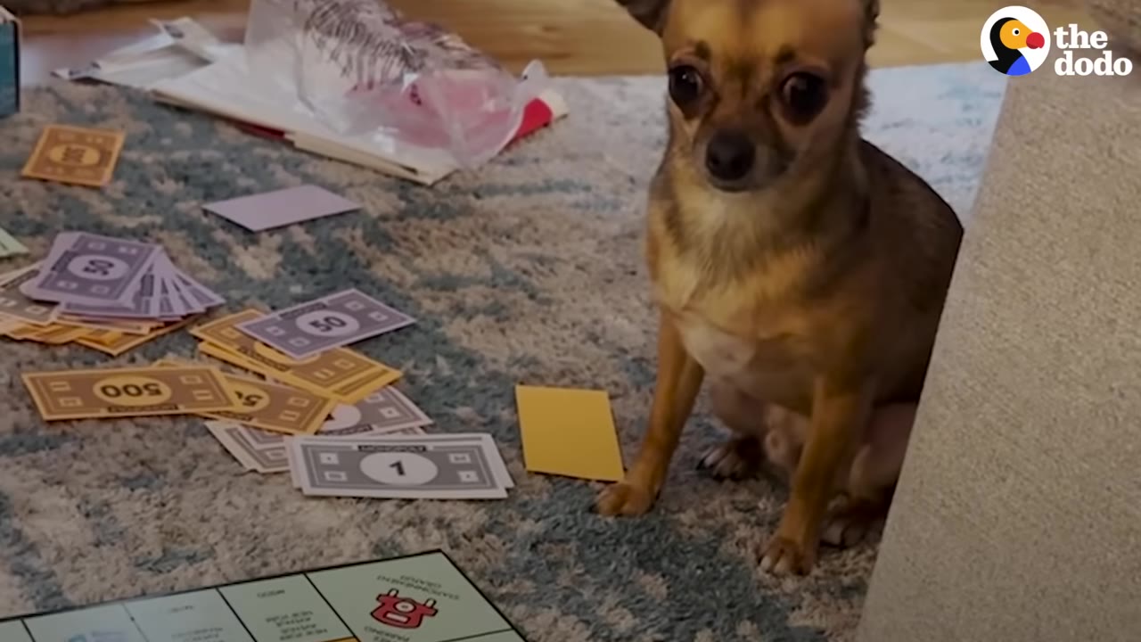 A small brown chihuahua sitting on a rug next to Monopoly play money and a game board.