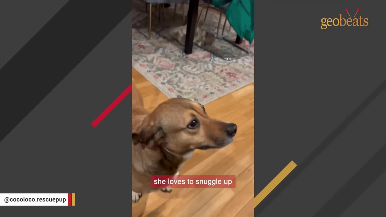 A close-up shot of a brown dog looking up with an affectionate expression on a hardwood floor.