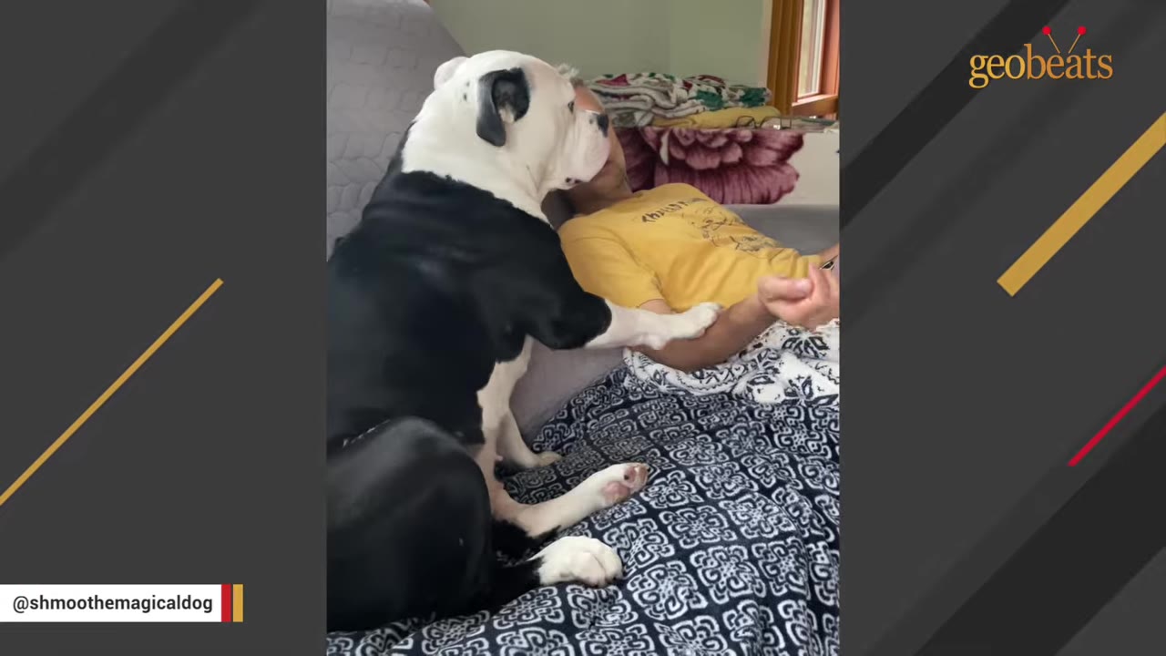 A black and white dog leaning in affectionately towards a man lying on a couch.