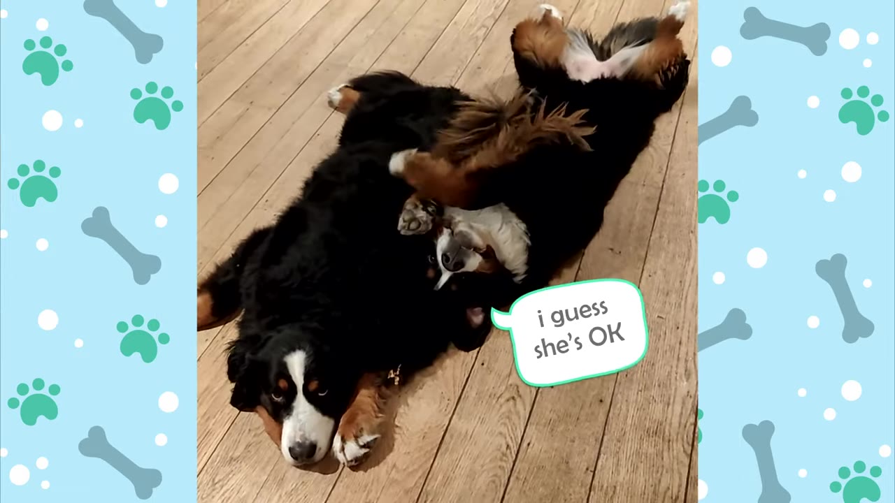 Two Bernese Mountain Dogs on a wooden floor, with one lying calmly on its stomach while the other rolls playfully on its back next to it.
