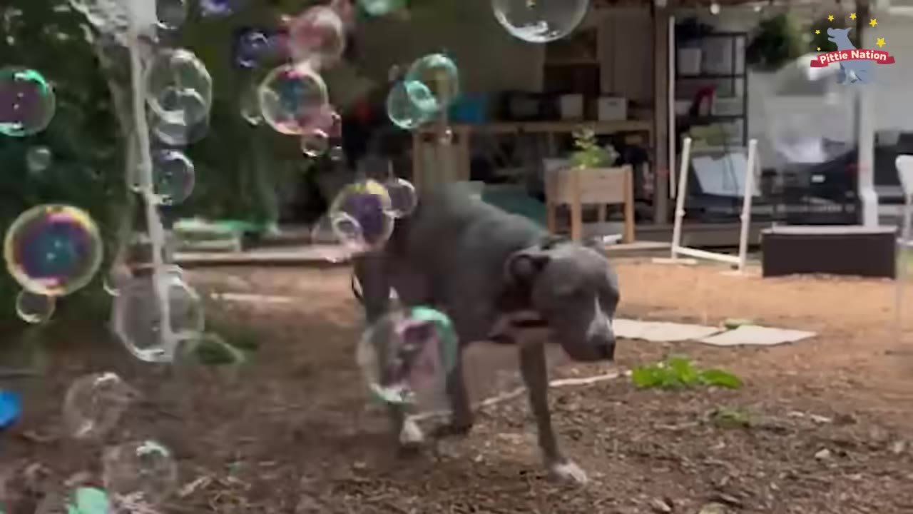 A grey pit bull walks calmly through a stream of floating soap bubbles in a backyard.