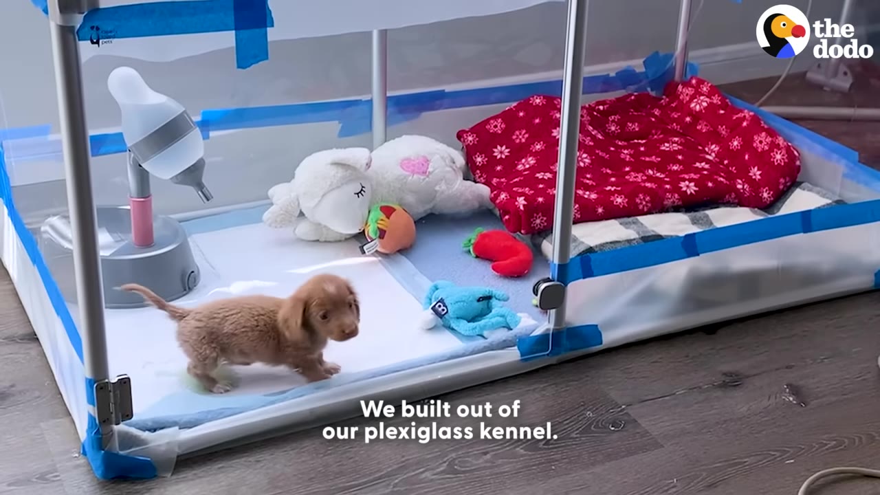 A small brown puppy stands inside a custom-built plexiglass enclosure filled with toys, a water dispenser, and a red blanket.