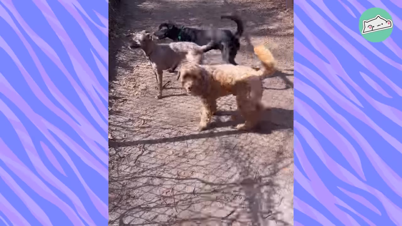 Three dogs, including a fluffy golden puppy, standing on a dirt path in the woods.