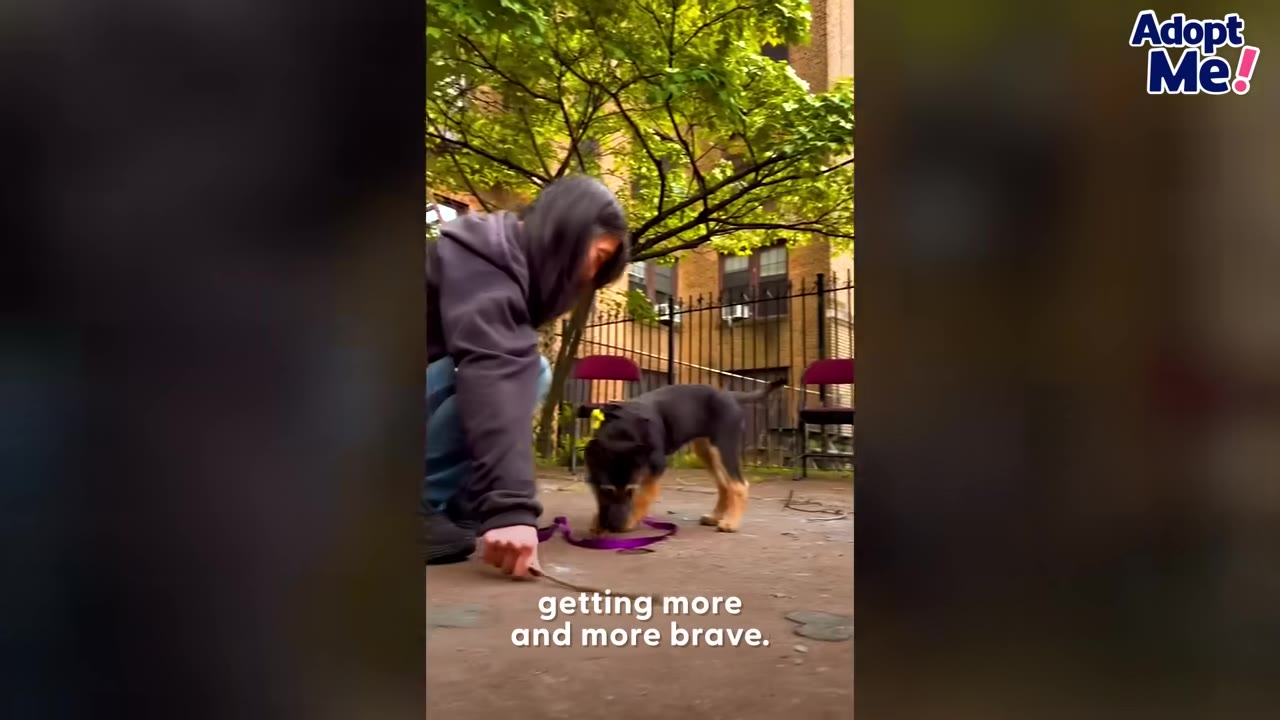 A person in a dark hoodie crouches on a paved outdoor area next to a small black and tan puppy on a purple leash, with green trees in the background.