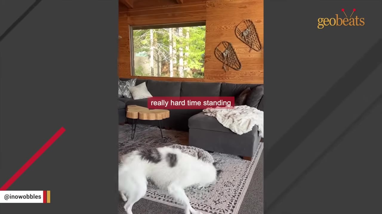 A white and grey dog with long legs struggles to stand on a rug in a living room.
