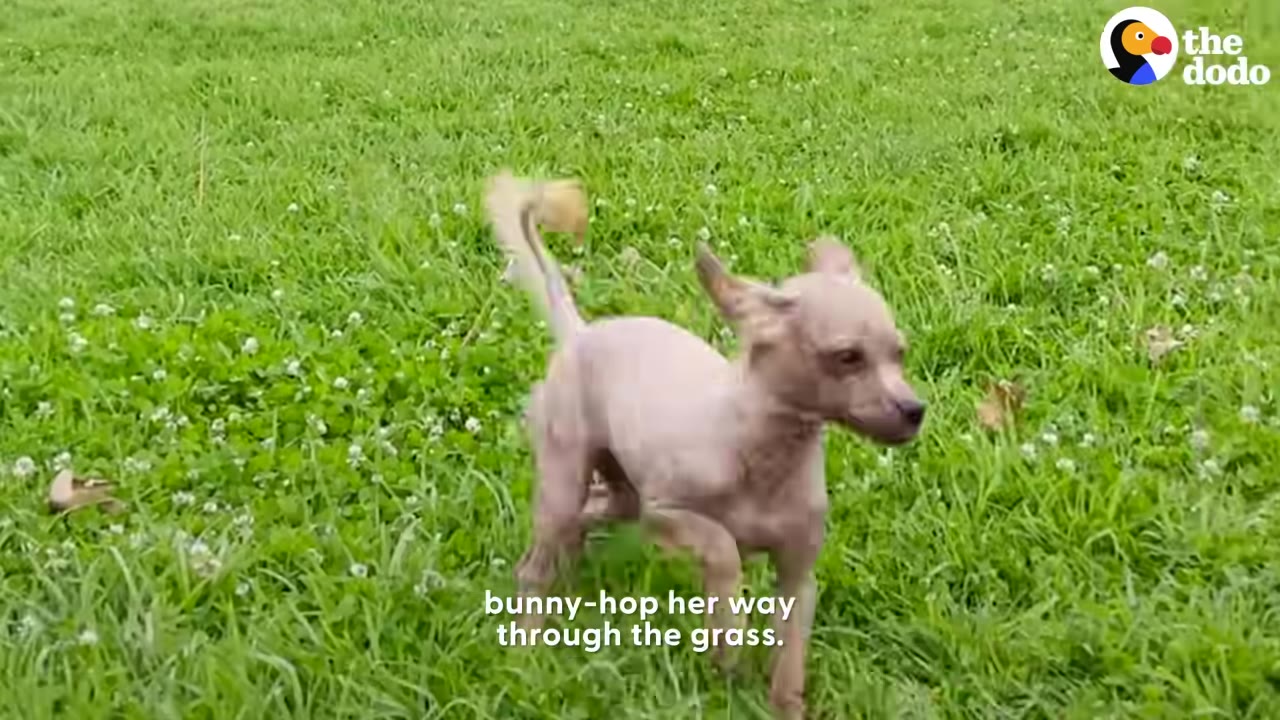 A small, hairless dog runs through a lush green grassy field with its ears perked up.