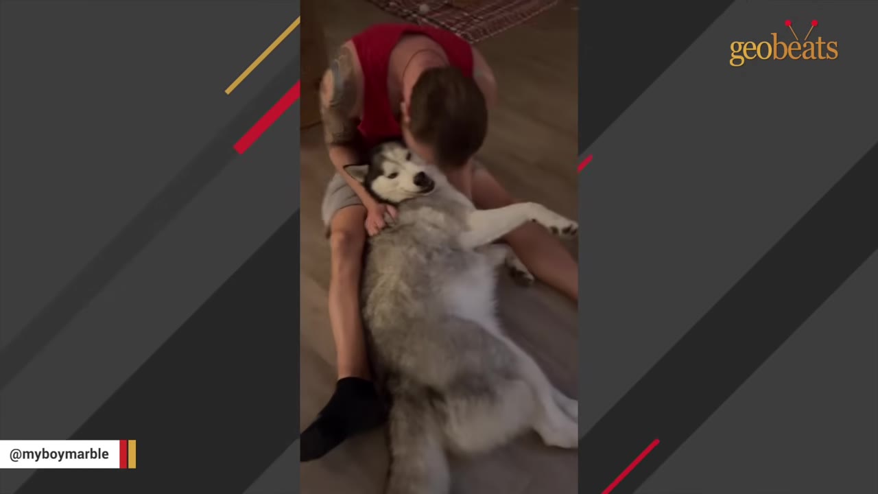 A man in a red tank top sits on the floor, leaning down to nuzzle a fluffy grey and white Siberian Husky lying on its back in his lap.