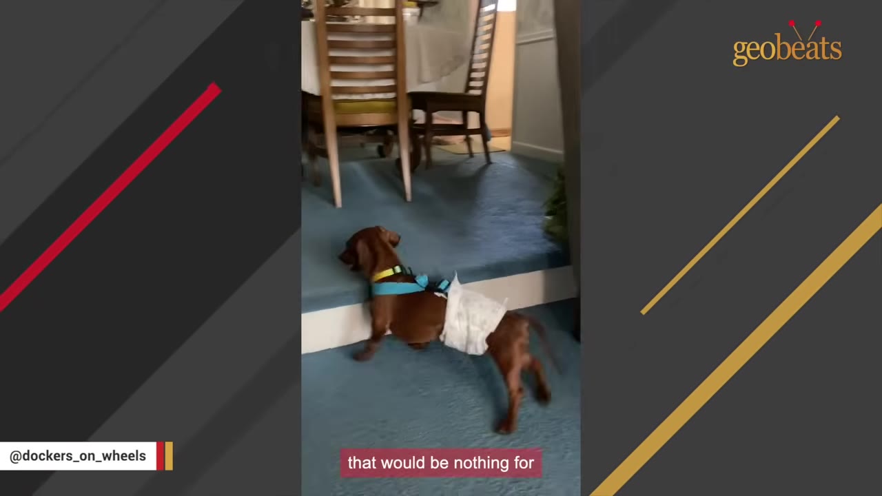 A small brown dachshund wearing a blue harness and a white diaper attempts to climb a low step indoors.
