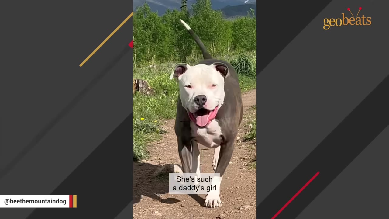 A gray and white pit bull mix dog walking happily along a dirt path with green trees in the background.