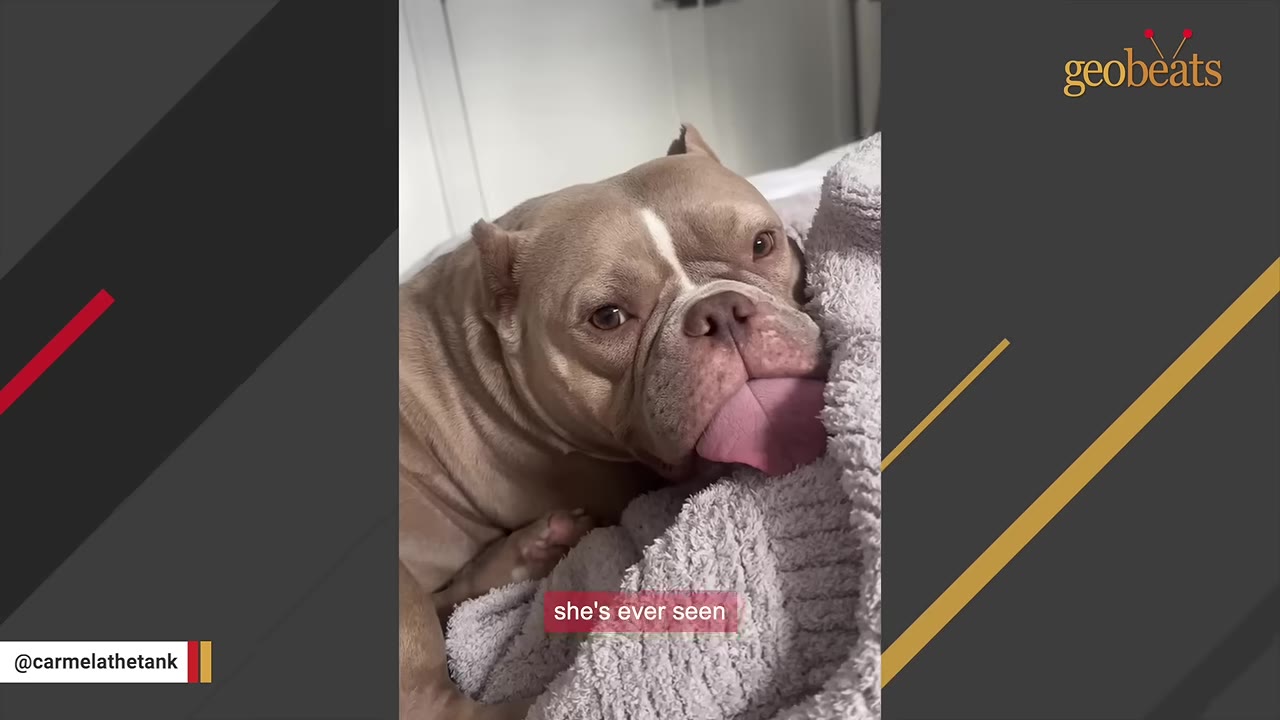 A tan and white bulldog lies on a grey blanket with her large pink tongue sticking out and resting on the fabric.