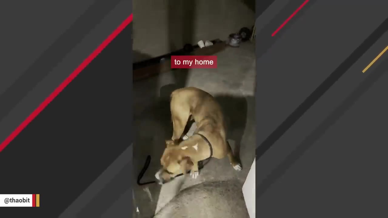 A brown dog on a leash explores a concrete floor at night, with a text overlay that reads 'to my home'.