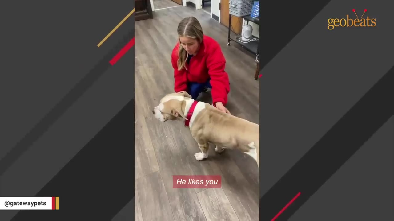 A tan and white dog wearing a red collar stands on a wooden floor while a woman in a red jacket kneels and gently pets him.