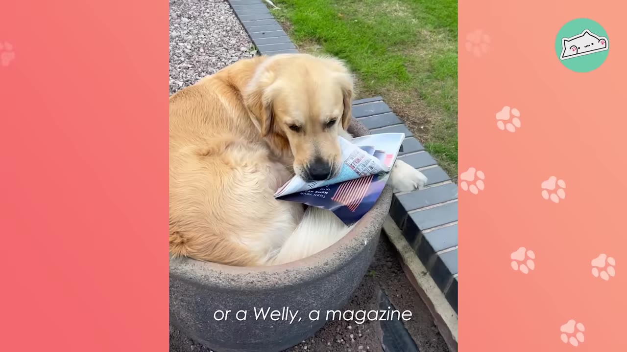 A golden retriever curled up inside a large grey plant pot while holding a folded magazine in its mouth.