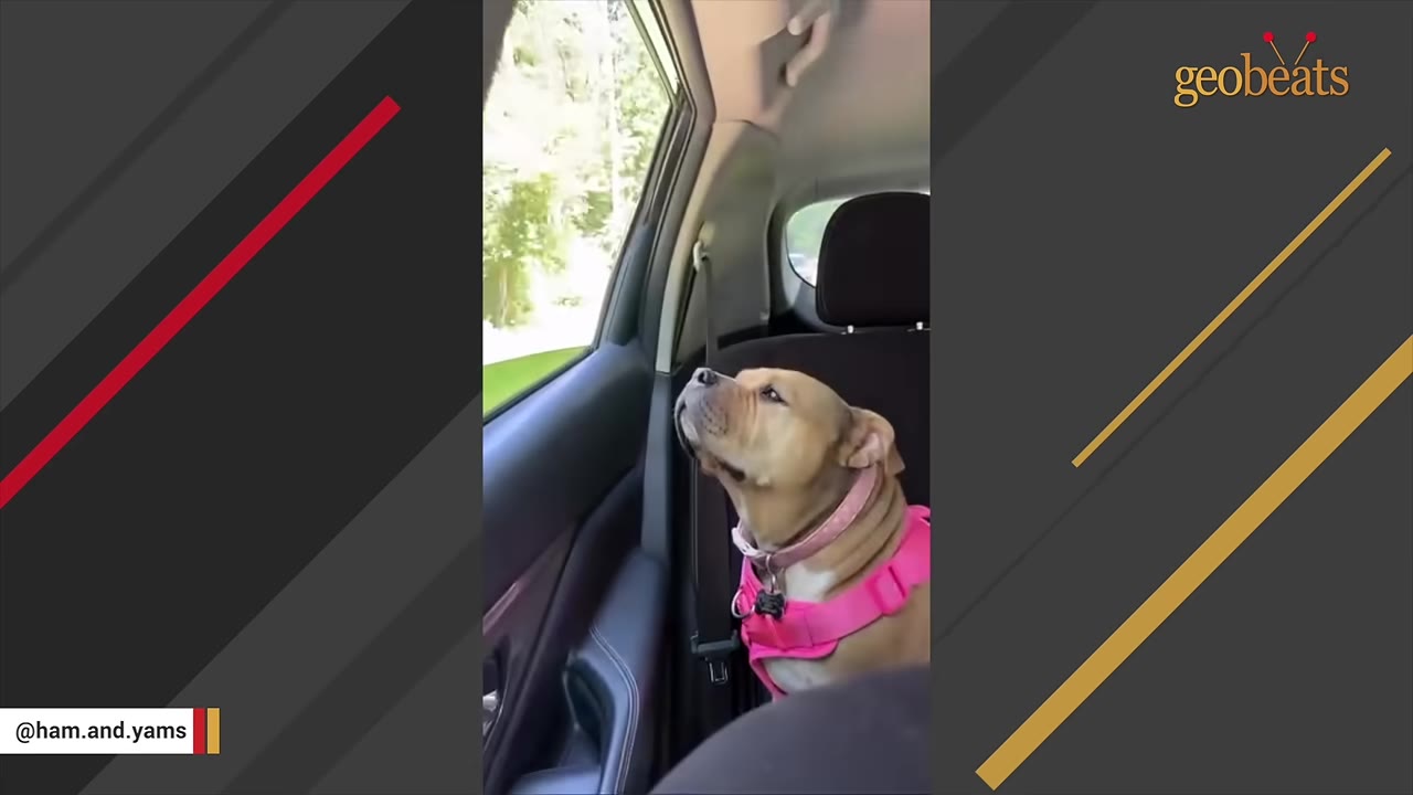 A tan dog wearing a pink harness sits in the passenger seat of a car, looking up towards the open window.