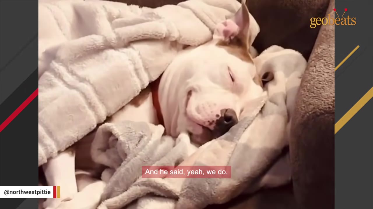A brown and white dog sleeping peacefully under a cozy blanket on a couch.