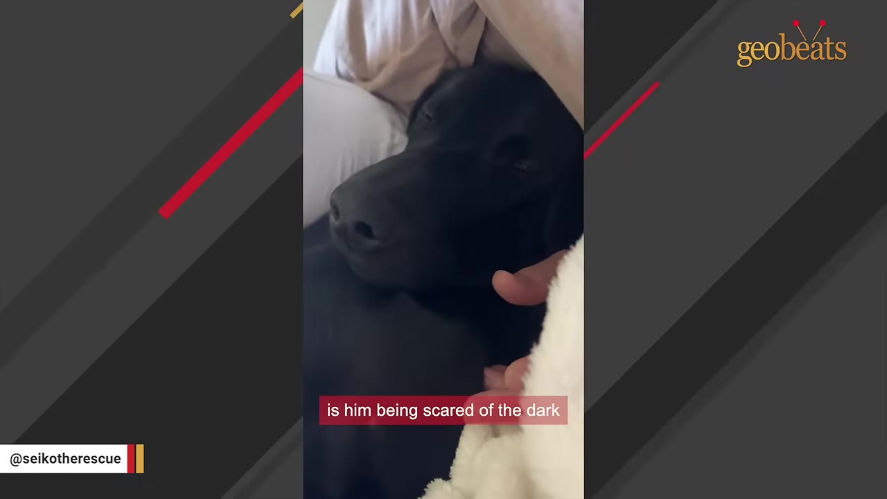 A close-up of a black dog lying down in bed, being comforted by a hand, with a caption reading 'is him being scared of the dark'.