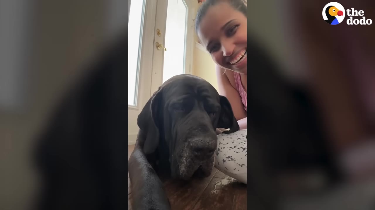 A large black Great Dane lies on the floor next to a smiling woman.