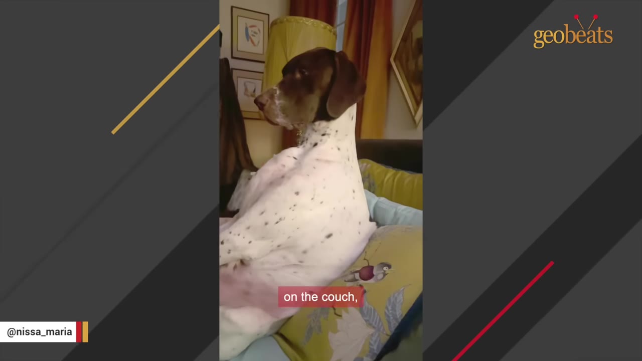 A German Shorthaired Pointer sitting upright like a human on a couch, leaning back against pillows.
