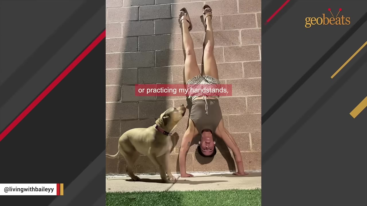 A tan dog stands on a patch of grass, looking up closely at a woman who is performing a handstand against a brick wall.