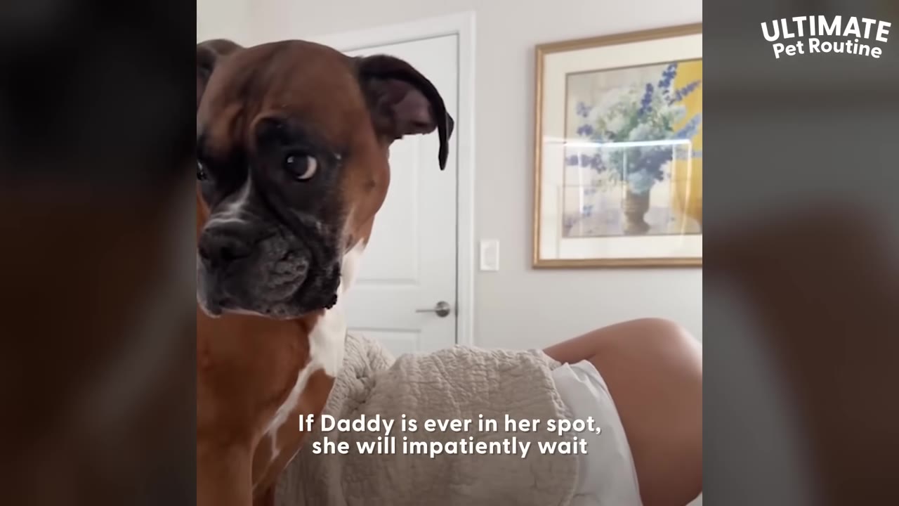 A brown and white boxer dog stands on a bed, looking directly at the camera with a wide-eyed, impatient expression.