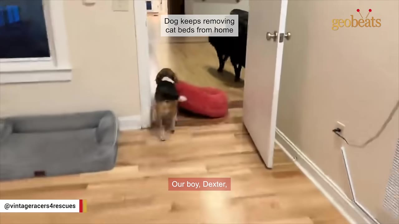 A small brown and white dog drags a round red cat bed across a wooden floor through a doorway.