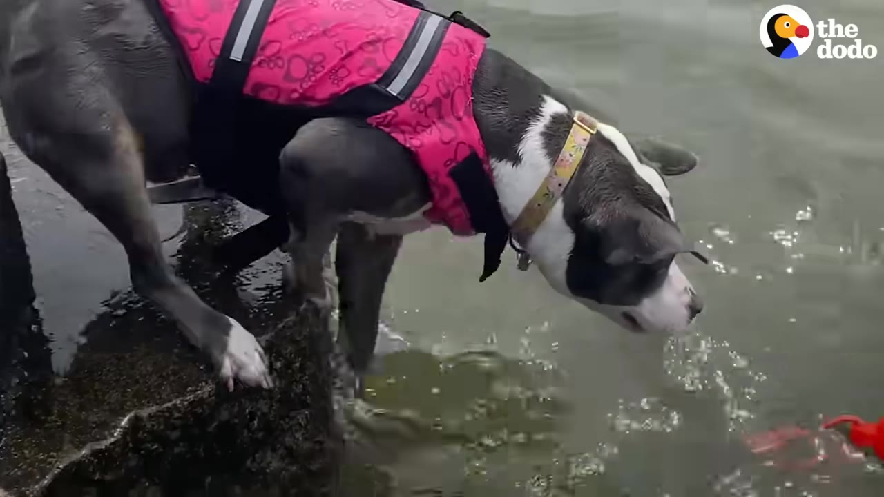 A gray and white dog wearing a pink life vest stands on a stone ledge, leaning down to look at the water.
