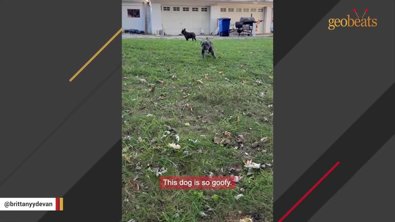 A grey French bulldog runs playfully across a grassy yard with another black dog standing in the background.