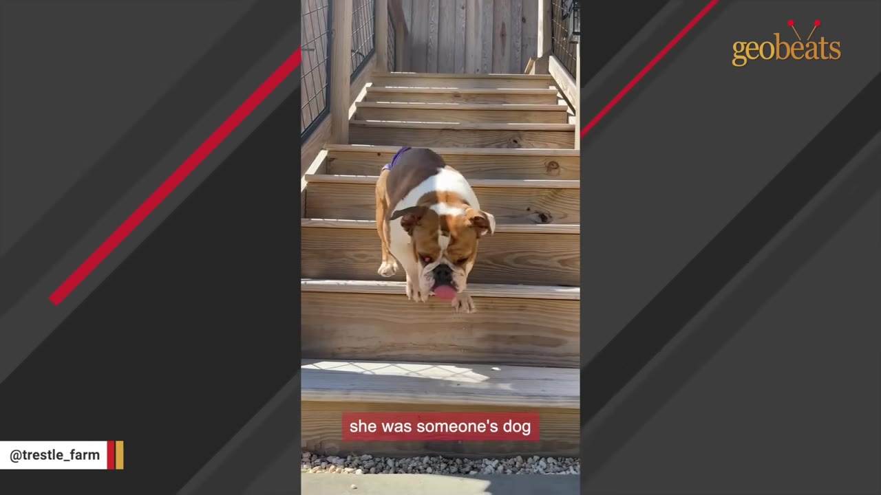 A brown and white bulldog walking down wooden outdoor stairs with its tongue sticking out.