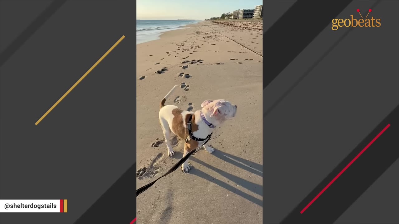 A brown and white dog wearing a harness stands on a sandy beach, looking out towards the ocean.