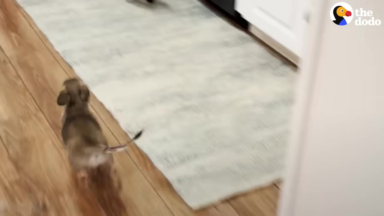 A small brown puppy walking on a wooden floor towards a light-colored rug inside a house.