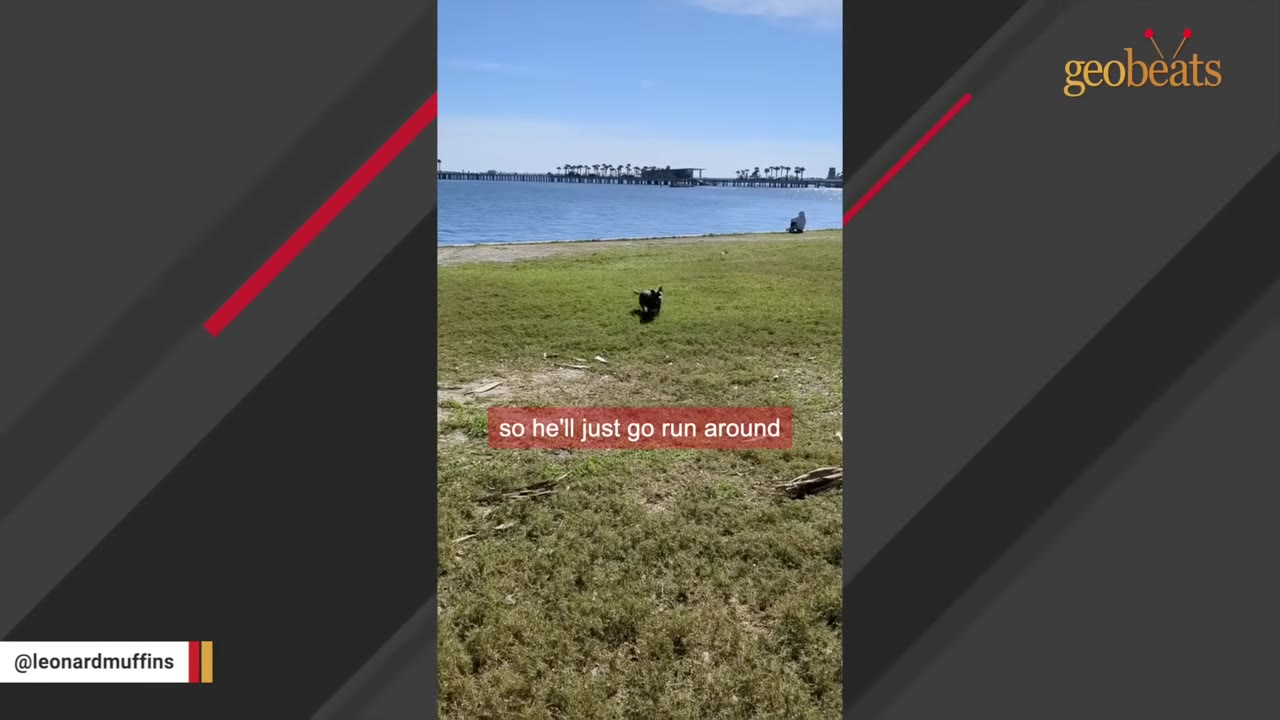 A small black dog running freely across a grassy field near a body of water under a clear blue sky.