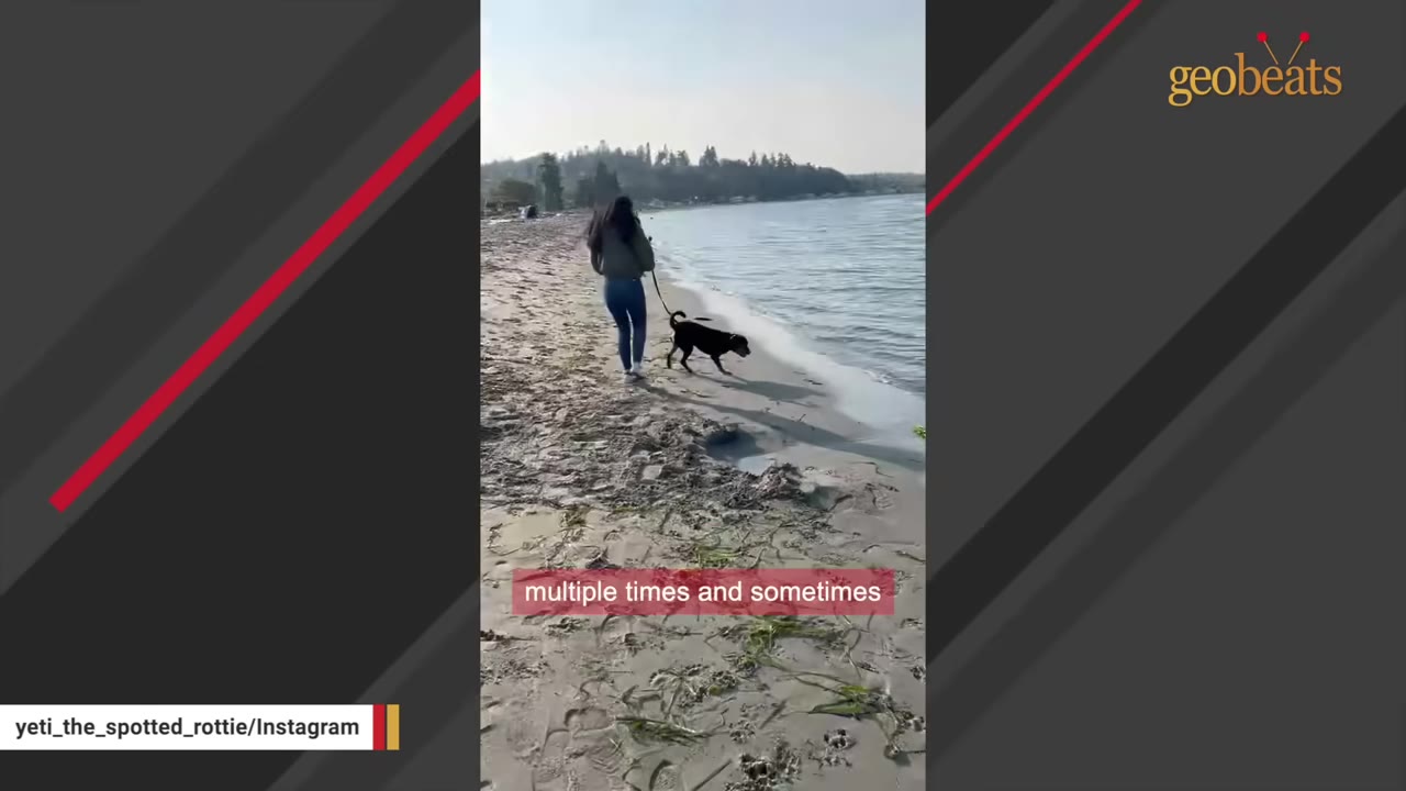 A black and tan dog on a leash walks along a sandy beach shoreline next to the water with its owner.