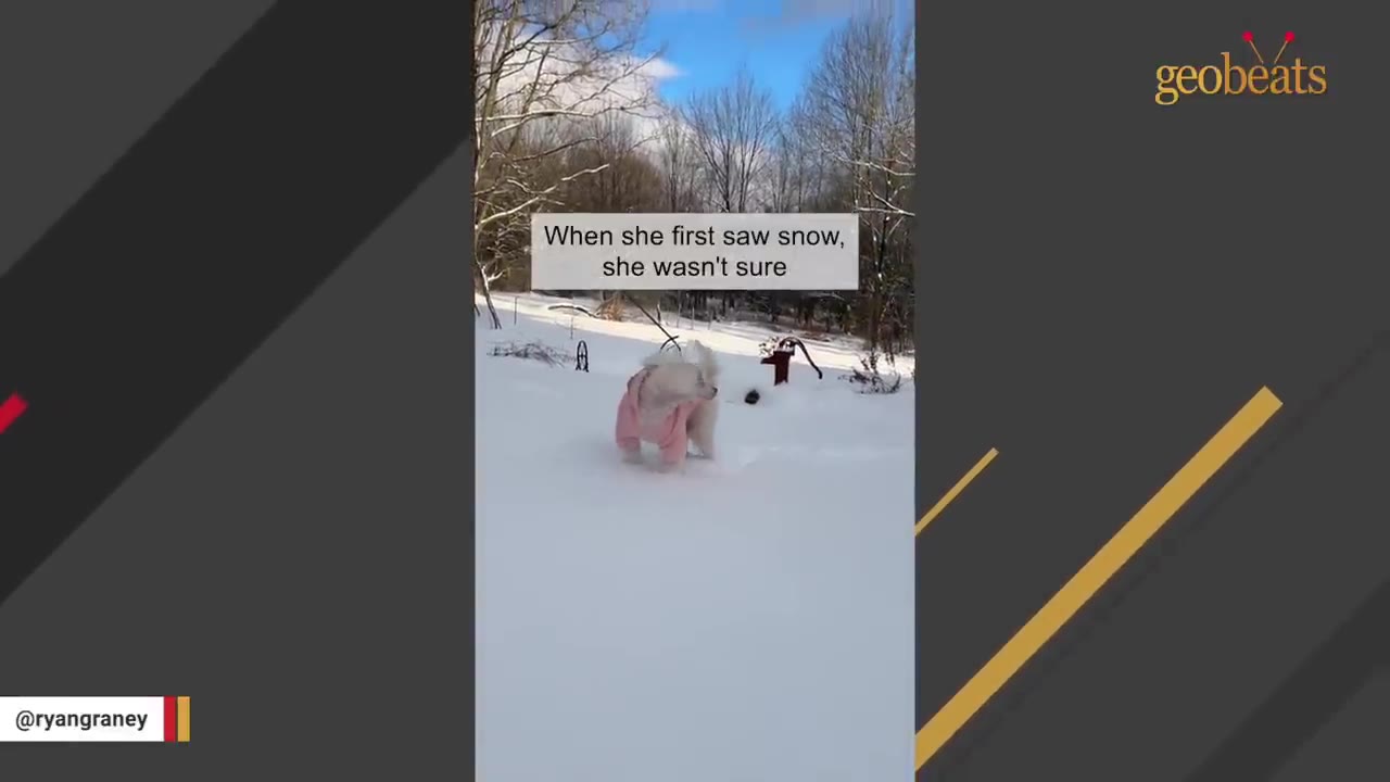 A fluffy white dog wearing a pink coat stands in a snowy yard, looking around hesitantly.